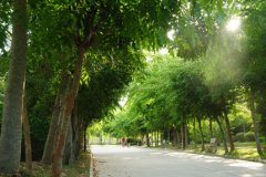 林荫小路
