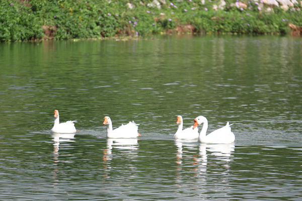 IMG_6239.JPG